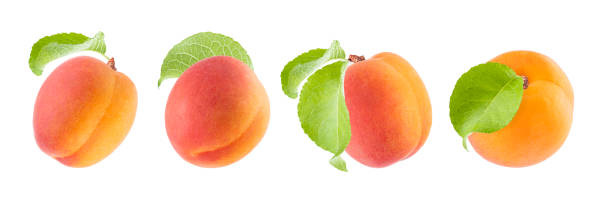 свежий апельсиновый абрикос с розовой стороной и зеленым листом, сцепленный. целые фрукты крупным планом, разные стороны изолированы на бе� - georgia peach стоковые фото и изображения