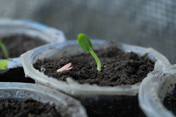 Small melon seedlings growing in pots grown from seeds