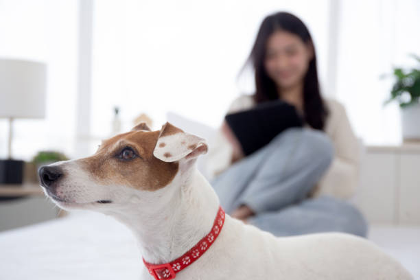 Beautiful young asian woman smile sitting using on digital tablet computer to internet online with cozy with companion dog in bedroom at home, woman using tablet leisure with pet, lifestyles concept.