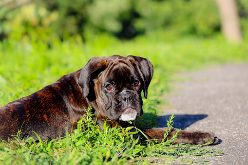 Boxer Puppy in Grass