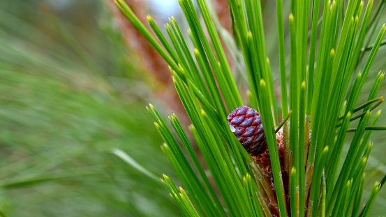 Canary pine Pinus canariensis with cones on a green branches close up in Teide National Park,Tenerife.Selective focus.