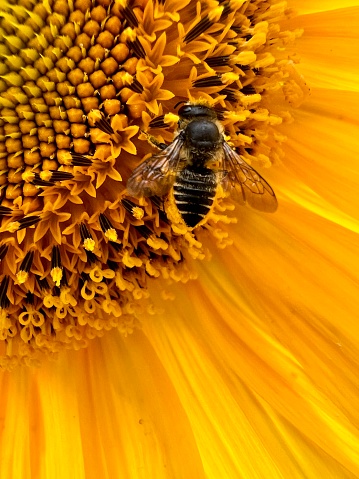 A bee on a sunflower