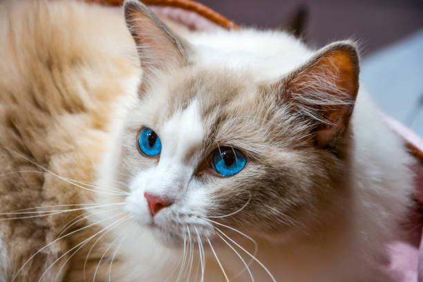 istock Close-up face of a cute Ragdoll cat 1614229307