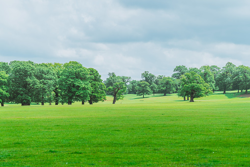 Green tree on on a green meadow