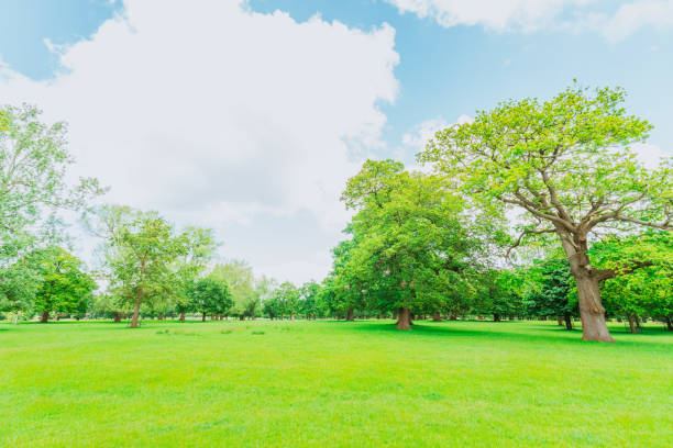 Beautiful nature at morning with sun in big city park