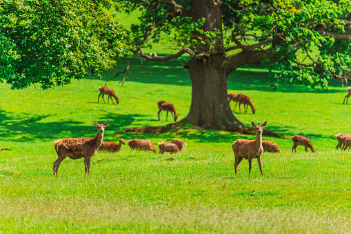 Pere David's Deer in Woburn Abbey Deer Park, England