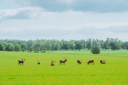 Pere David's Deer in Woburn Abbey Deer Park, England