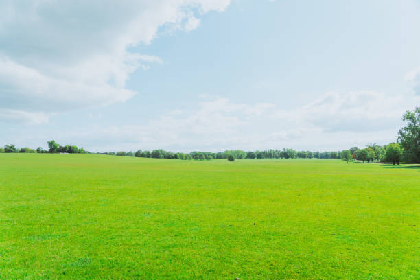 istock Blue sky and are trees on the meadow 1614233497