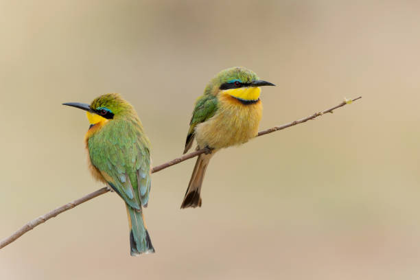 istock Little bee-eater in Kruger national park 1614252326