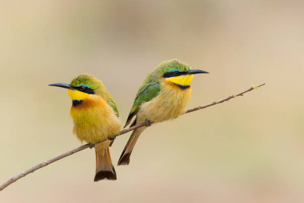 istock Little bee-eater in Kruger national park 1614252332