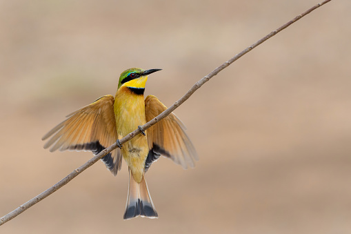 Little bee-eater (merops pusillus) flying in Kruger national park in South Africa