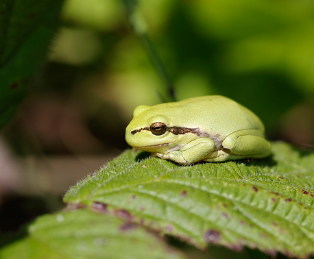 The European tree frog (Hyla arborea) is a small tree frog. As traditionally defined, it was found throughout much of Europe, Asia and northern Africa, but based on molecular genetic and other data several populations formerly included in it are now recognized as separate species (for example, H. intermedia of Italy and nearby, H. molleri of the Iberian Peninsula, H. meridionalis of parts of southwestern Europe and northern Africa, and H. orientalis of parts of Eastern Europe, Turkey and the Black Sea and Caspian Sea regions), limiting the true European tree frog to Europe from France to Poland and Greece (source Wikipedia).\n\nMost of the common tree frog populations in the Netherlands occur on sandy soils in the southern and eastern part of the country, except for one population in the province of Zeeland.\n\nThe common tree frog is listed on the Red List as threatened. It is strictly protected under Dutch legislation, the Bern Convention and the Habitats Directive!\n\nThe largest population are present in the Achterhoek, where this Picture is taken.