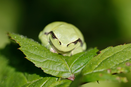 The European tree frog (Hyla arborea) is a small tree frog. As traditionally defined, it was found throughout much of Europe, Asia and northern Africa, but based on molecular genetic and other data several populations formerly included in it are now recognized as separate species (for example, H. intermedia of Italy and nearby, H. molleri of the Iberian Peninsula, H. meridionalis of parts of southwestern Europe and northern Africa, and H. orientalis of parts of Eastern Europe, Turkey and the Black Sea and Caspian Sea regions), limiting the true European tree frog to Europe from France to Poland and Greece (source Wikipedia).

Most of the common tree frog populations in the Netherlands occur on sandy soils in the southern and eastern part of the country, except for one population in the province of Zeeland.

The common tree frog is listed on the Red List as threatened. It is strictly protected under Dutch legislation, the Bern Convention and the Habitats Directive!

The largest population are present in the Achterhoek, where this Picture is taken.