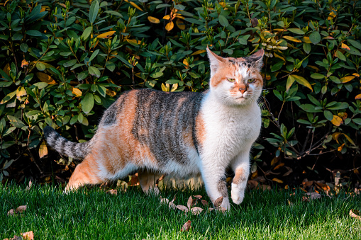 A three felinae cat in front of the bushes