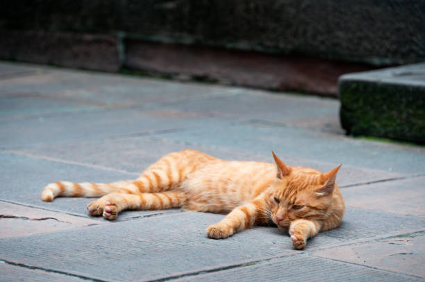 istock An orange cat lying on the ground 1614269742