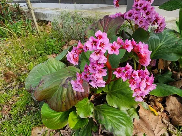 Bergenia Cordifolia is a flowering plant in the genus Bergenia with thick, heart-shaped leaves. Flowers are small bouquets.