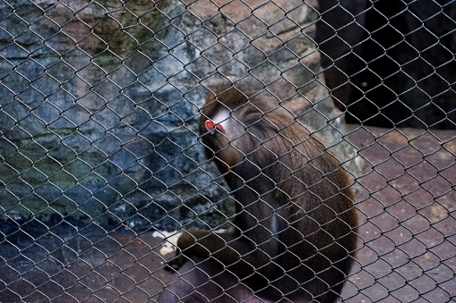 monkeys at monkey hill, Phuket city