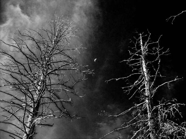 istock Eerie Black and white view of dead trees 1614275369