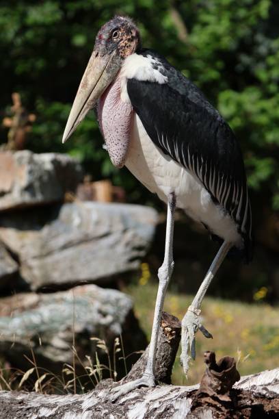 istock Vertical closeup of a Marabu (Leptoptilos crumeniferus) perched on a tree trunk 1614276318