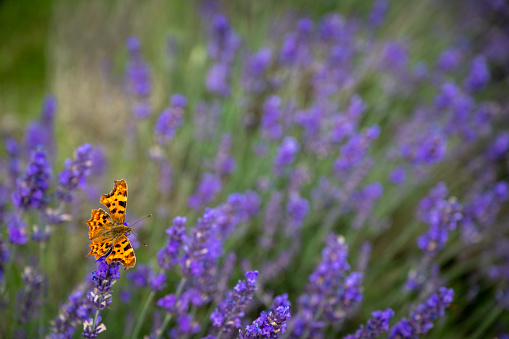 Close up of an orange butterfly on a lavender plant in a field. Purple flowers with an insect. Landscape orientation with no sky.