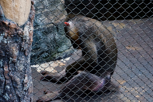 Selective focus of mandrill monkey sitting in his cage in the afternoon. Great for educating children about wild animals.