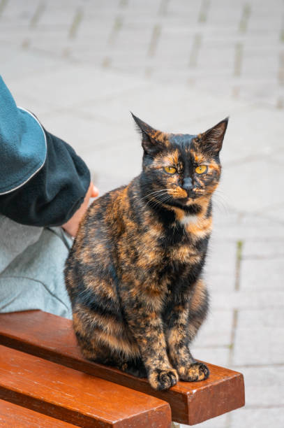 istock A tortoiseshell cat sitting on a chair 1614288543