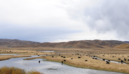 The beautiful scenery of Hongyuan Grassland in Aba Tibetan and Qiang Autonomous Prefecture, Sichuan province, China.