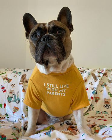 French bulldog on the bed wearing a yellow t-shirt, spoiled dog concept