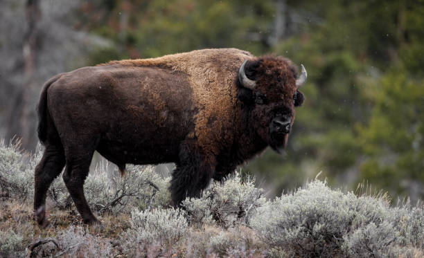 istock American Bison in the Grand Tetons 1614294197