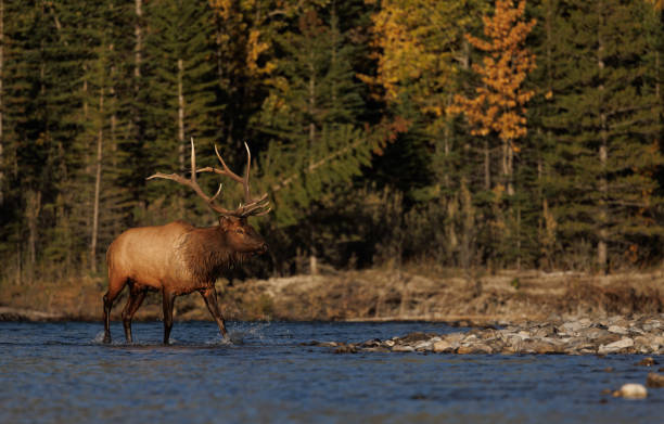 alce durante a rut - alberta canada animal autumn - fotografias e filmes do acervo