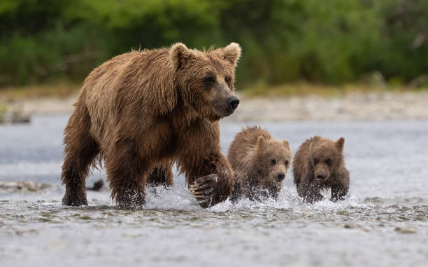 istock Brown Bear in Alaska 1614296353
