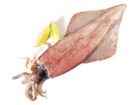 Fish and Seafood - Raw Octopus, Calmar isolated on white Background