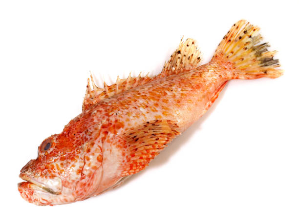 istock Red Dragon Head Fish isolated on white Background - Scorpion Fishes 1614302488