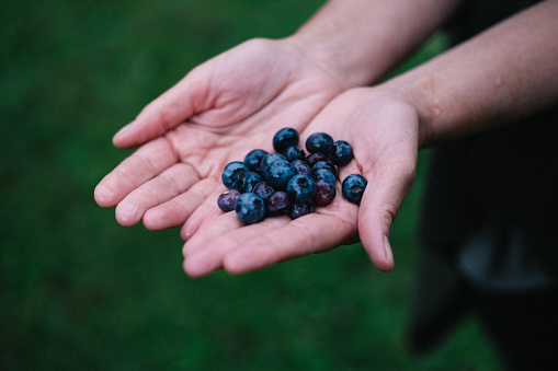 close up of woman's hand picking up wild blueberries
