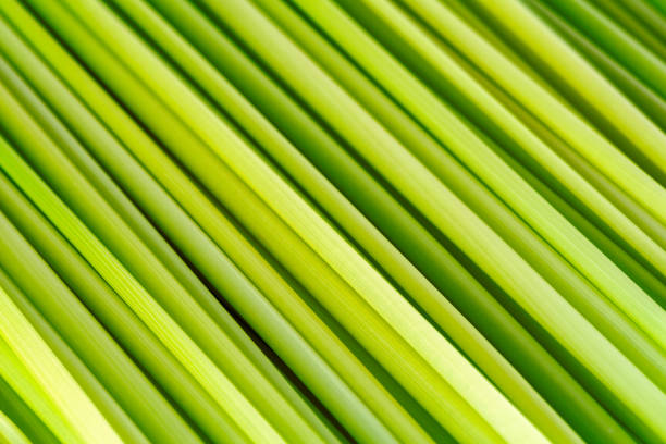 Close-up stems of green grass as background