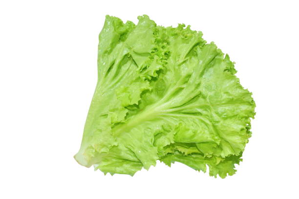 istock fresh lettuce vegetable salad with drop of water on white background 1614313466