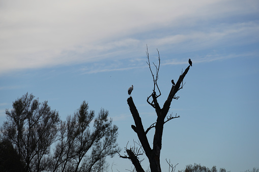 bird wildlife cormorant sitting on an old tree at the danube