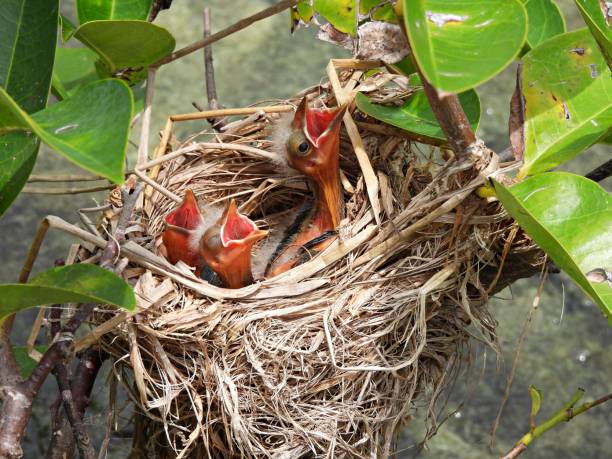 istock Red-winged Blackbird (Agelaius phoeniceus) - chicks in the nest 1614320244