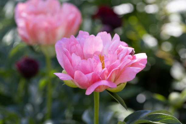 istock Herbaceous Peonies Pink Hawaiian Coral in flower 1614335449