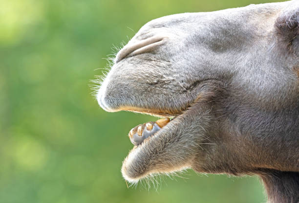 Camel Head Closeup Portrait in Desert.