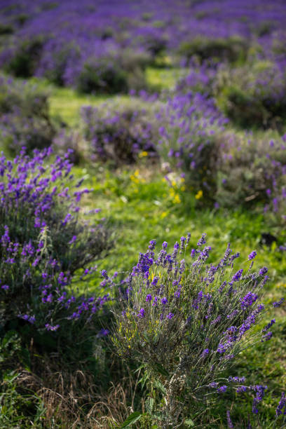 istock Lavender plants in a field 1614342715