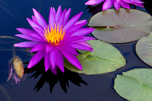 Vibrant water lily and bud with lily pads