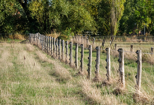Natural farming concept: Rustic pasture fence on a field next to a green meadow in front of trees