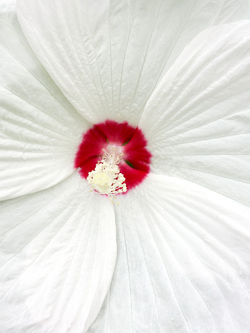 Macro image of a rose mallow flower