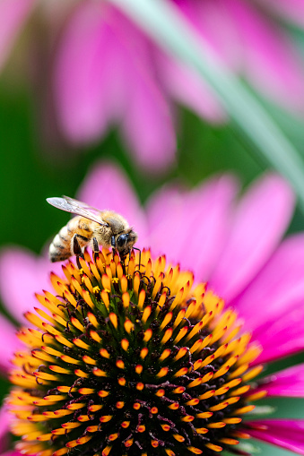 Bee gathering pollen on a coneflower