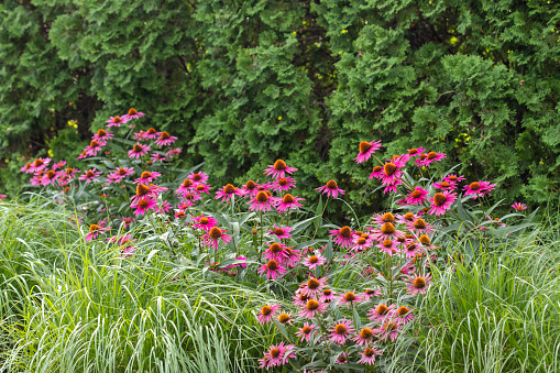 Echinacea planted with grasses