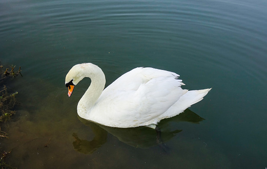 A white swan is by the lake