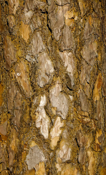 textura de corteza de árbol a la luz del sol - 7653 fotografías e imágenes de stock