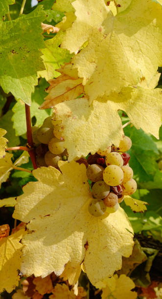 ripe green vine grapes at autumn in the vineyard - 7585 imagens e fotografias de stock