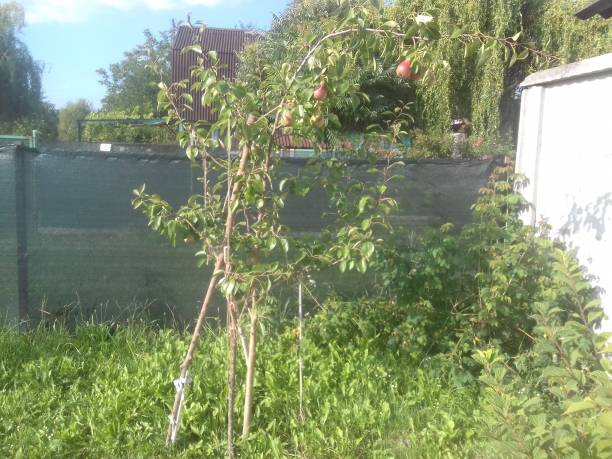 istock Plant supports from branches for the garden 1614361089